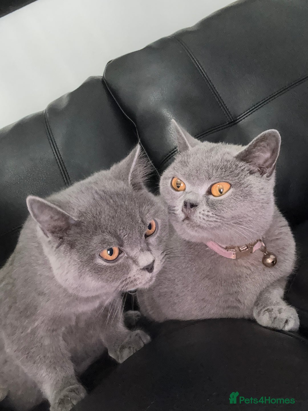 British Shorthair cats for sale: British Short hair - Image 1