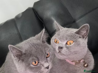 British Shorthair cats - Advert 29