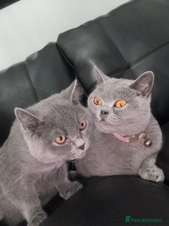 British Shorthair cats - Advert 1