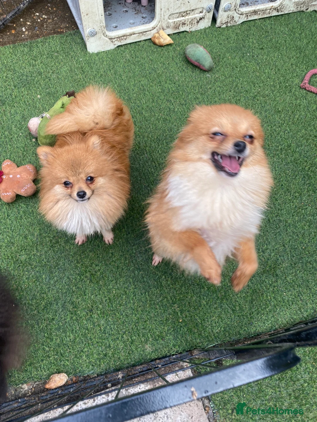Pomeranian dogs for sale: 7 month old Pomeranian adorably happy  - Advert 1