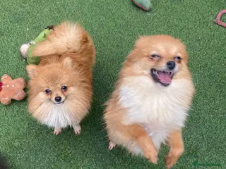 Pomeranian dogs 7 month old Pomeranian adorably happy - Advert 19