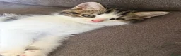 Mixed Breed cats for sale: Mixed breed kittens  - Advert 2