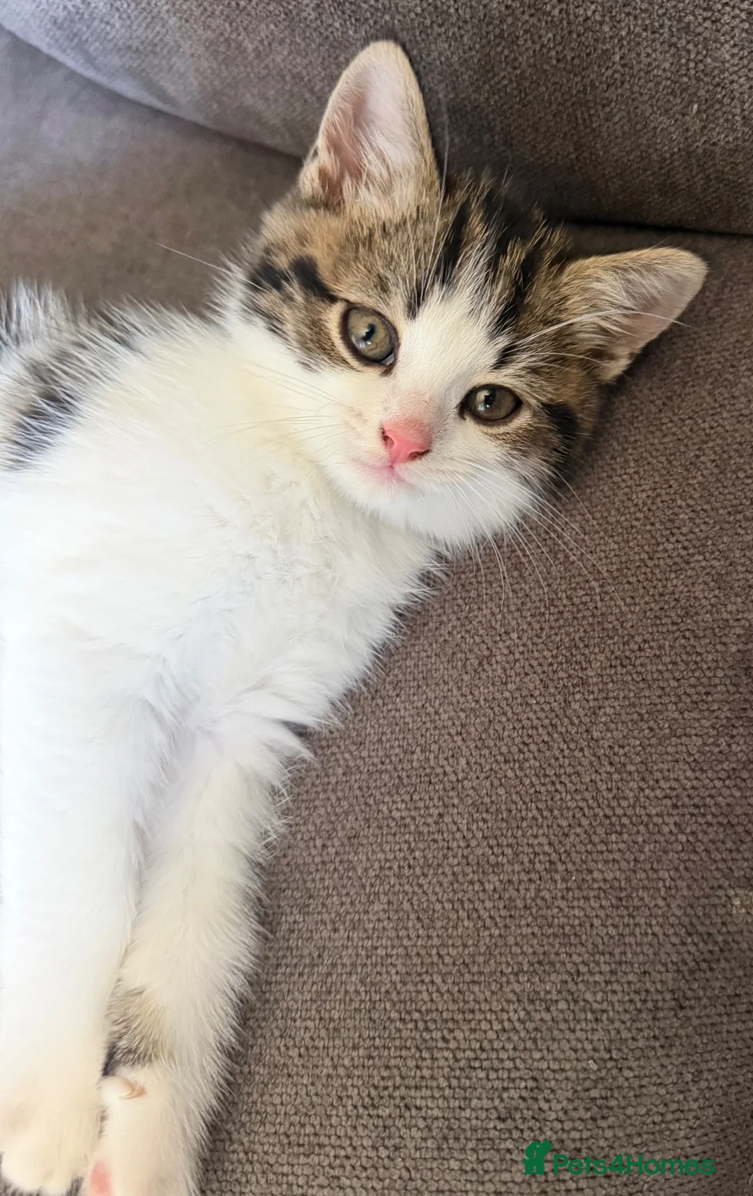 Mixed Breed cats for sale: Mixed breed kittens  - Advert 2