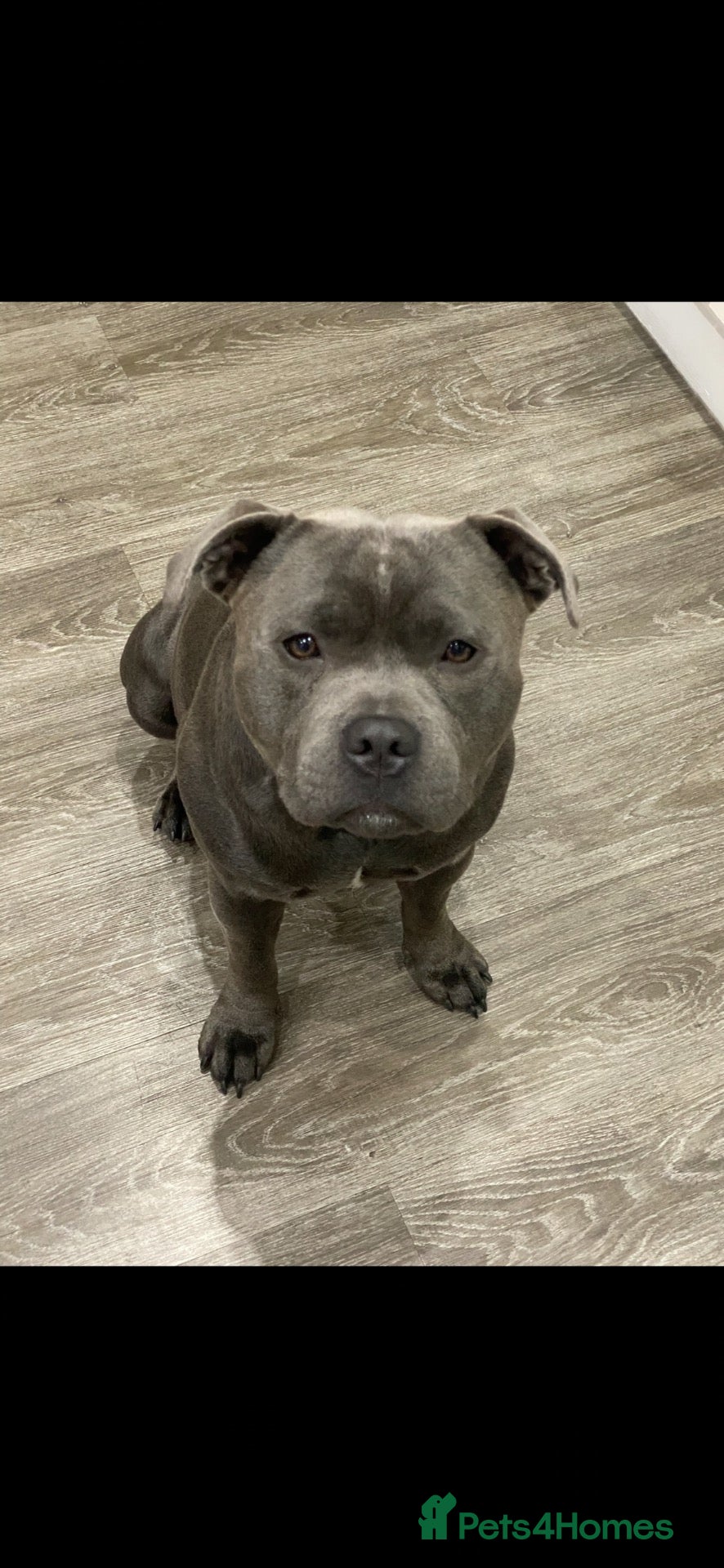 Staffordshire Bull Terrier dogs Bear/blue Staffordshire bull terrier - Advert 11