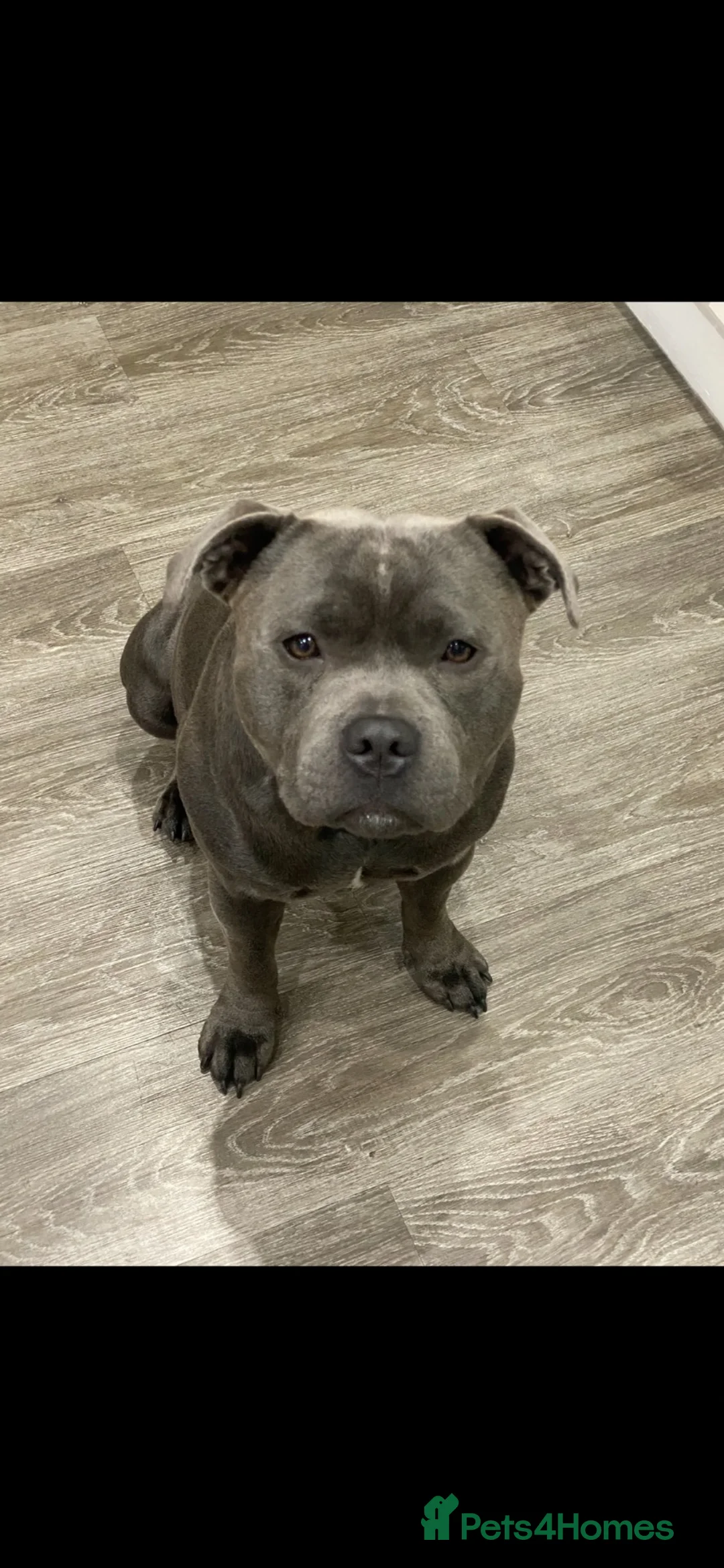 Staffordshire Bull Terrier dogs for stud: Bear/blue Staffordshire bull terrier - Advert 2