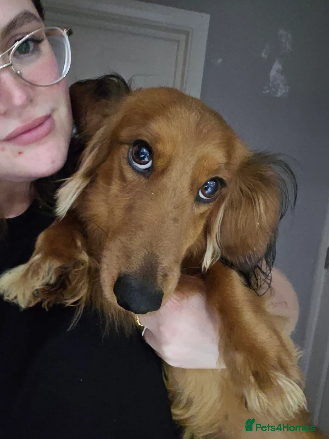 Miniature Dachshund dogs for sale: Long haired miniature dachsund  - Advert 20