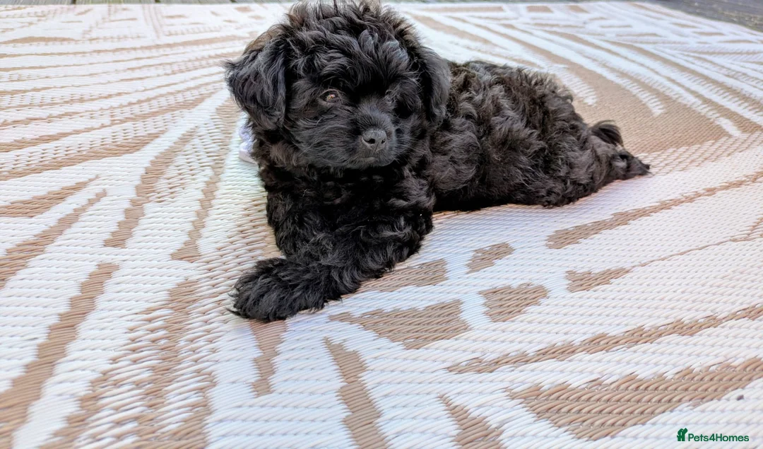 Pomapoo dogs for sale: Last Gorgeous female Pomapoo puppy  - Advert 2