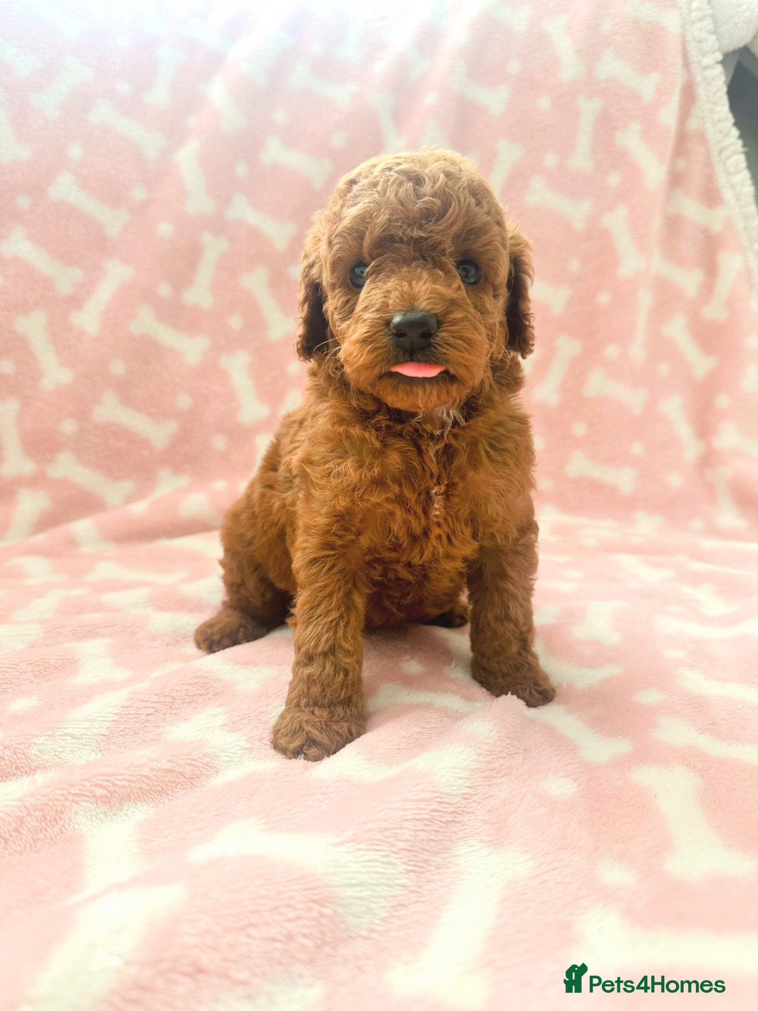 Cockapoo dogs  5 Stunning F1B red cockapoos - Advert 1