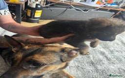 German Shepherd dogs for sale: 3 German shepherd puppies - Image 19