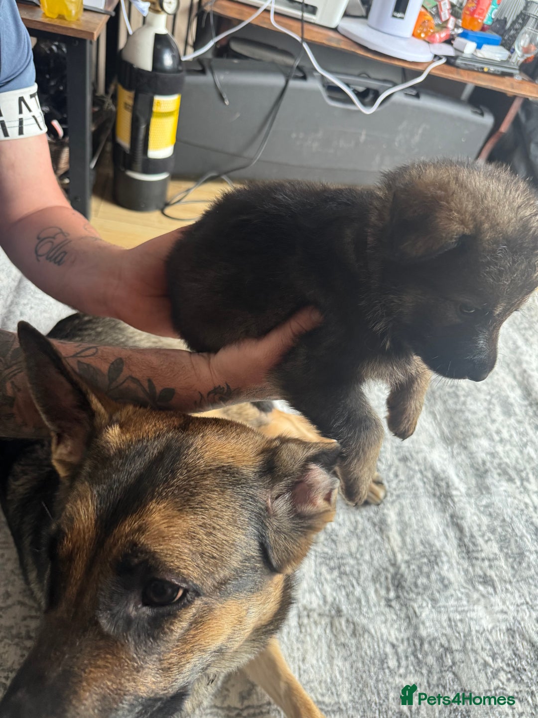 German Shepherd dogs for sale: 3 German shepherd puppies - Image 19