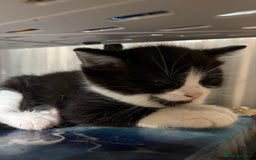 Domestic Shorthair cats for sale: 3 male kittens for sale - Image 5