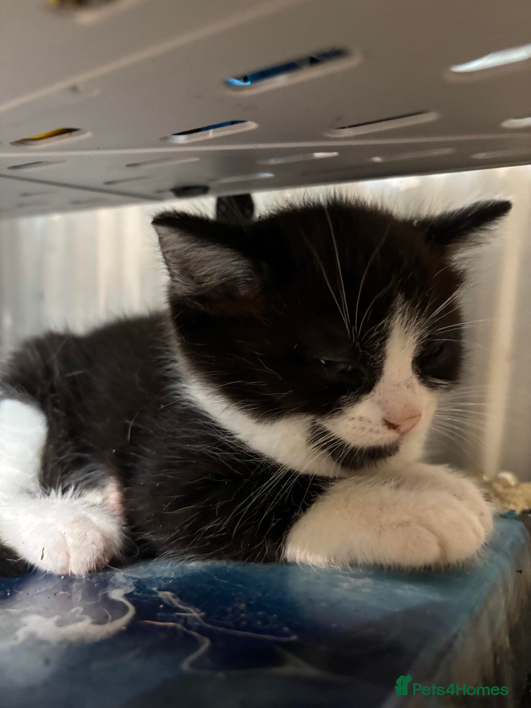 Domestic Shorthair cats for sale: 3 male kittens for sale - Image 5