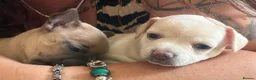 Mixed Breed dogs for sale: Bullhuahua (French Bulldog × Chihuahua) Puppies - Advert 23