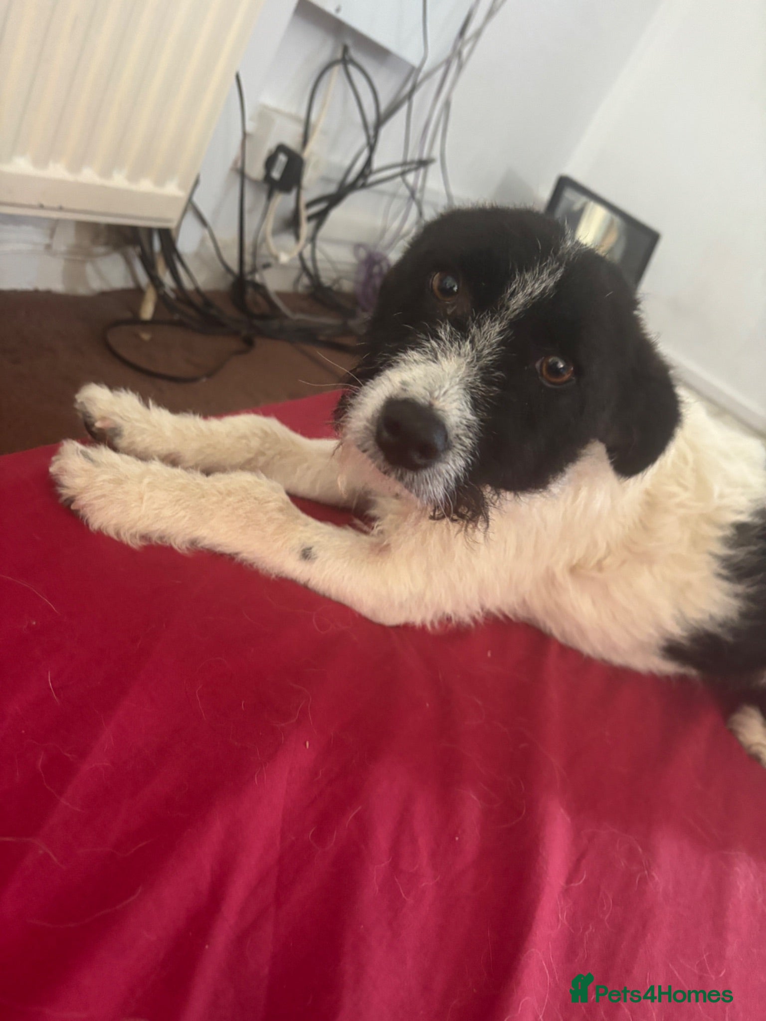 Mixed Breed dogs Lovely Lia - Advert 1