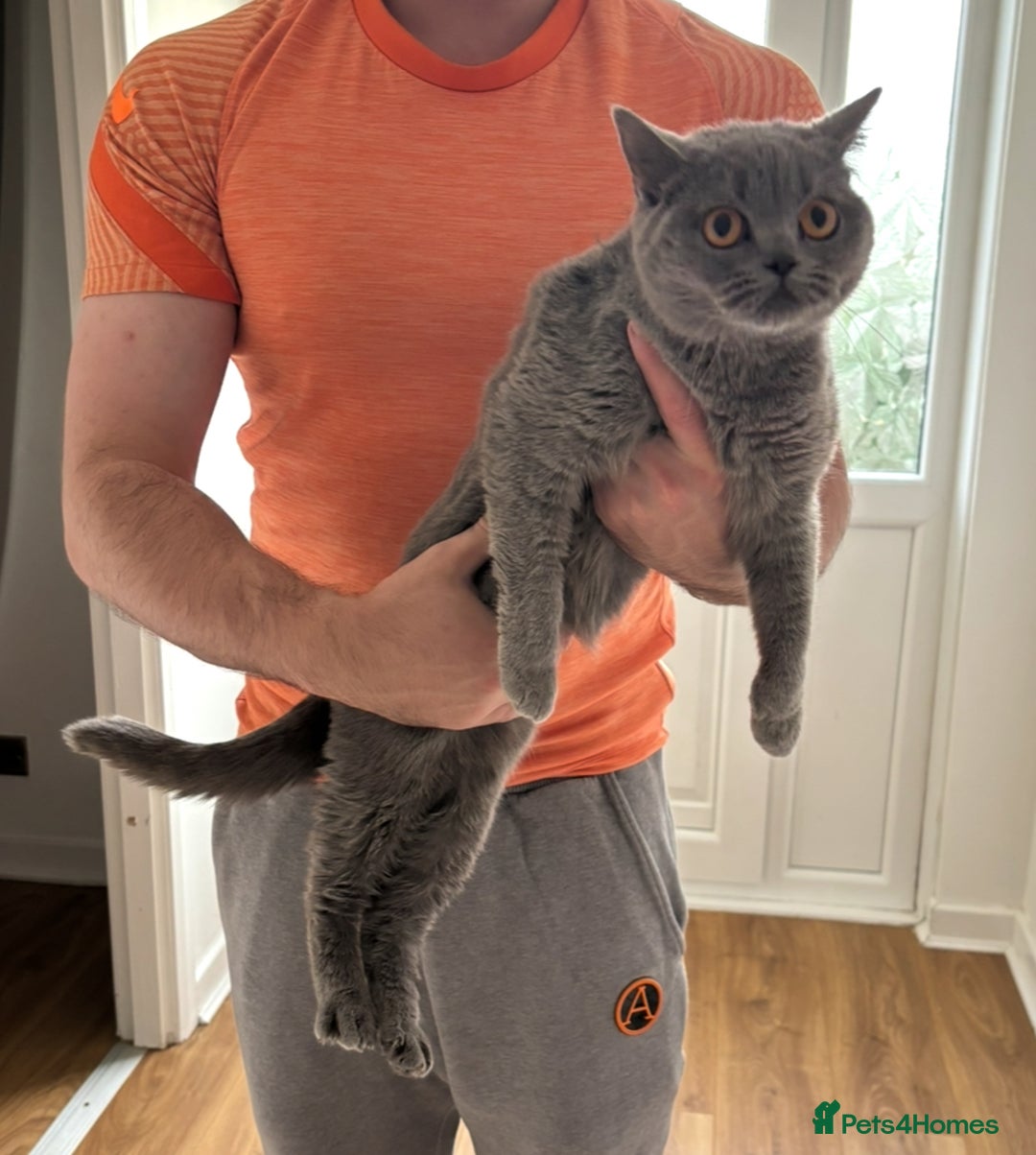 British Shorthair cats for sale: Active Brittish shorthair girls  - Advert 3