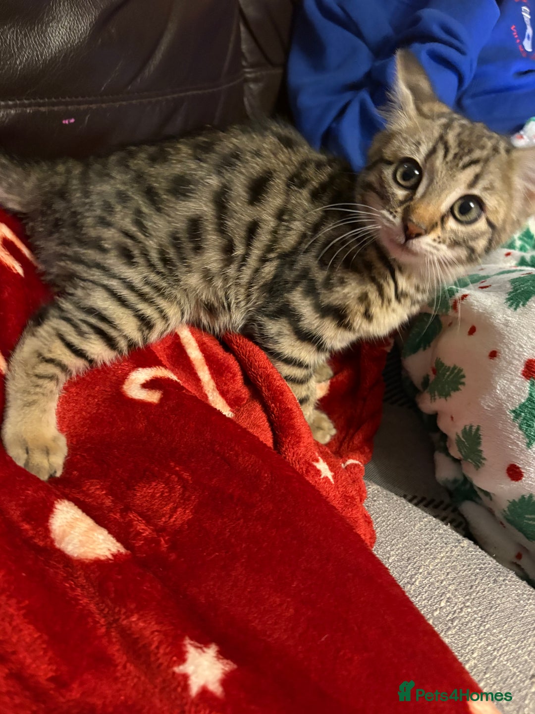 Bengal cats for sale: Beautiful bengal female ready now  - Advert 2