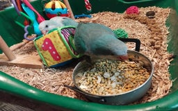 Parrots birds for sale: Hand reared Quaker and Conure chicks - Image 6