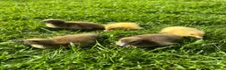 Ducks poultry for sale: *RESERVE* Pure Breed Ducklings! - Advert 5