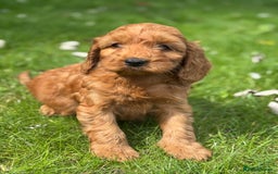 Cockapoo dogs for sale: BEAUTIFUL RED F1 COCKAPOO’S HEALTH TESTED PARENTS  - Image 23