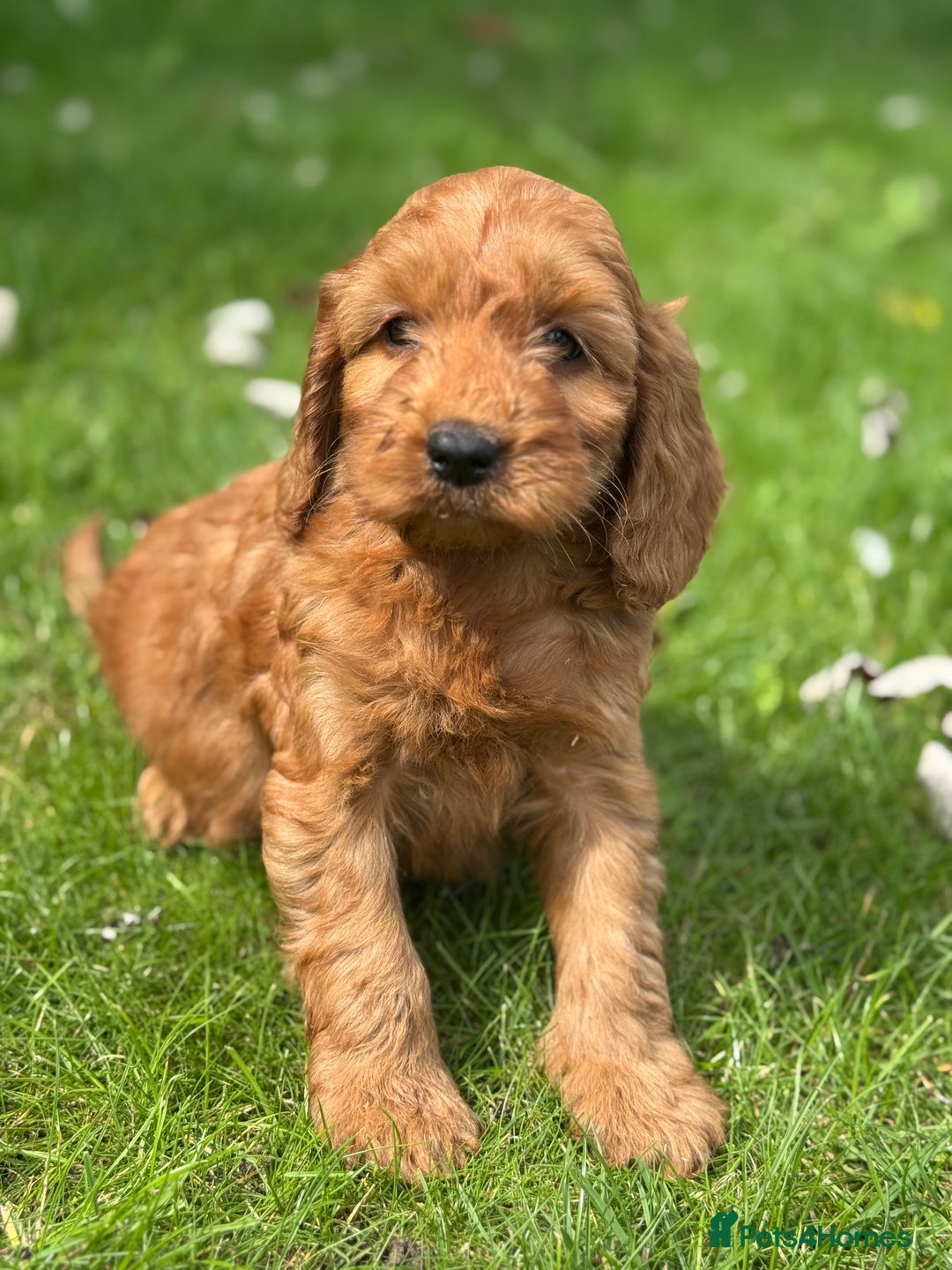 Cockapoo dogs for sale: BEAUTIFUL RED F1 COCKAPOO’S HEALTH TESTED PARENTS  - Image 23