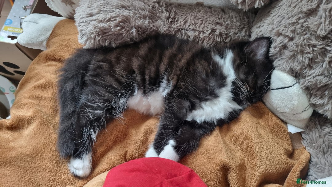 Turkish Angora cats for sale: Beautiful Fluffy Kittens Looking for Loving Homes - Image 29