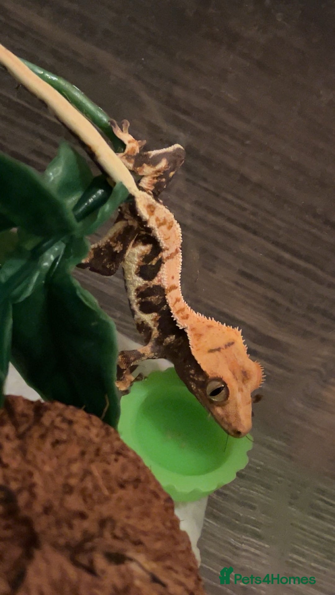 Gecko reptiles for sale: Lily White Crested Gecko for sale with setup - Image 4