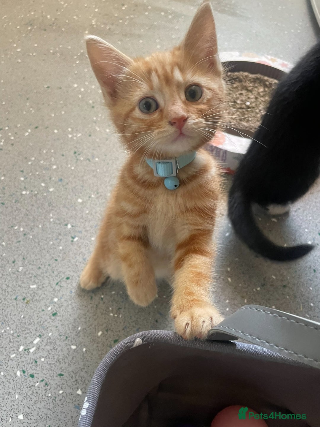 Domestic Shorthair cats for sale: Kittens  - Image 2