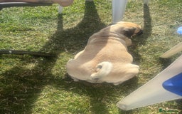 Pug dogs for sale: Pug Puppies  - Image 26
