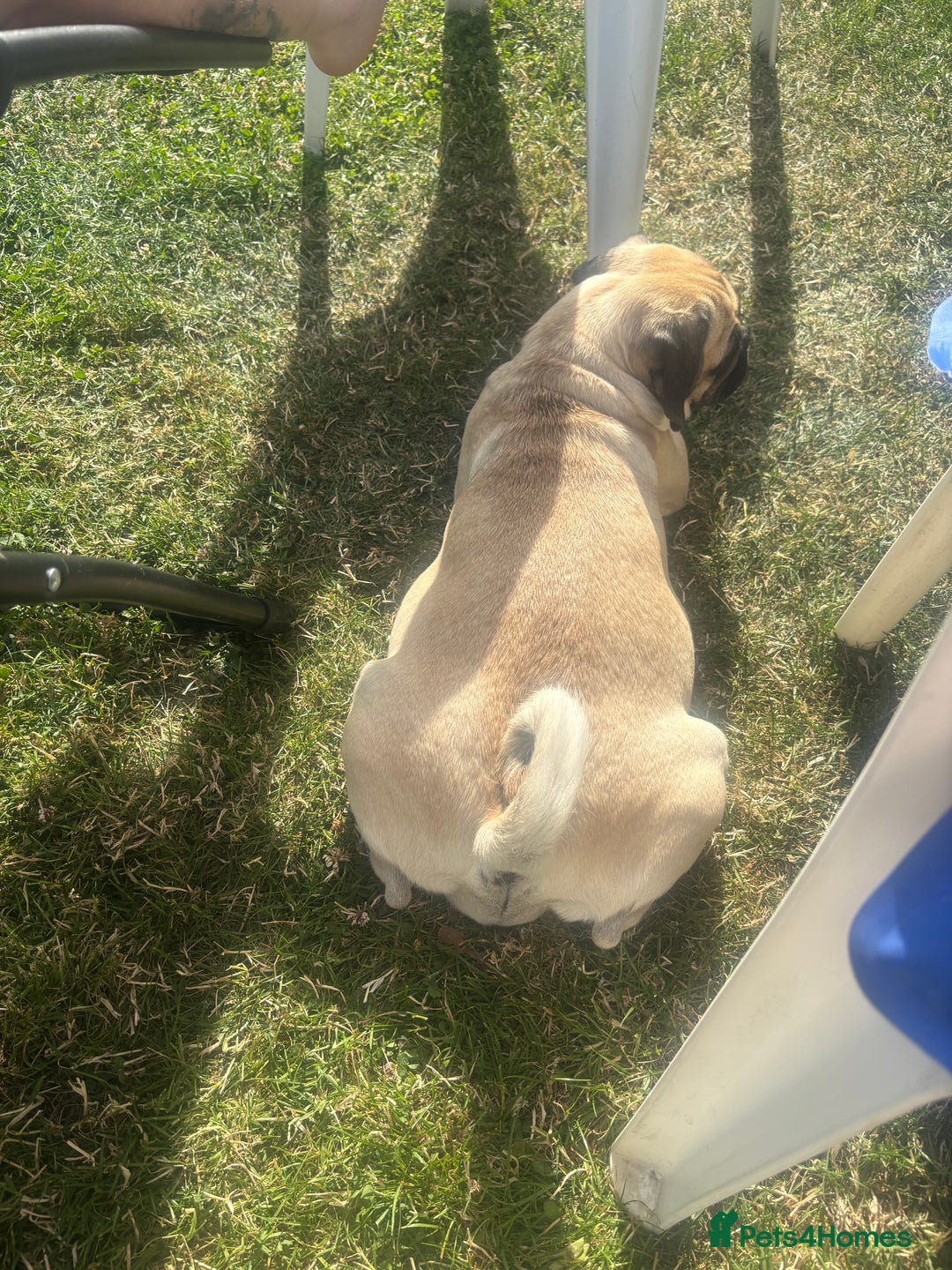 Pug dogs for sale: Pug Puppies  - Image 26