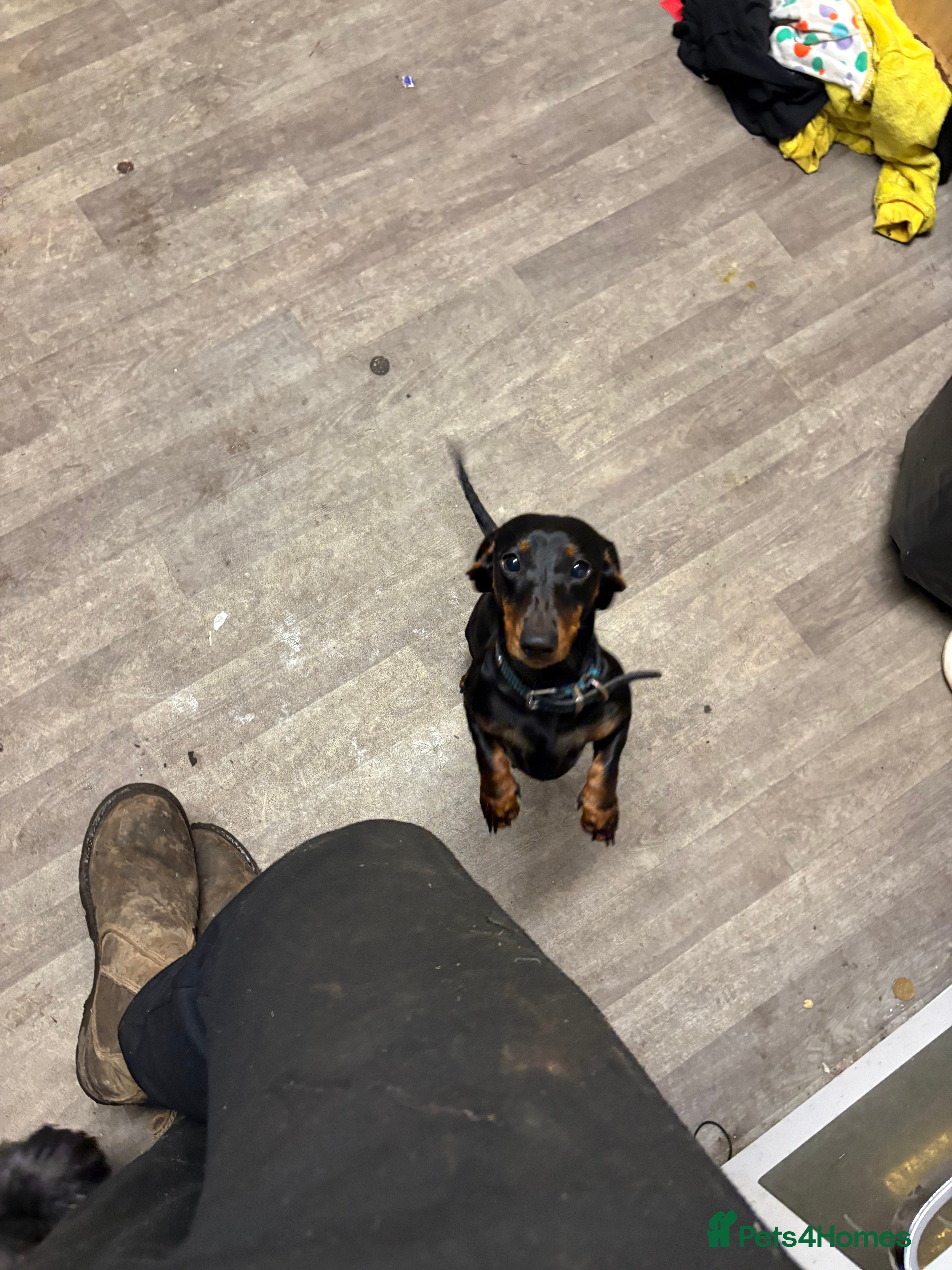 Dachshund dogs Dachshund Girl  - Advert 15