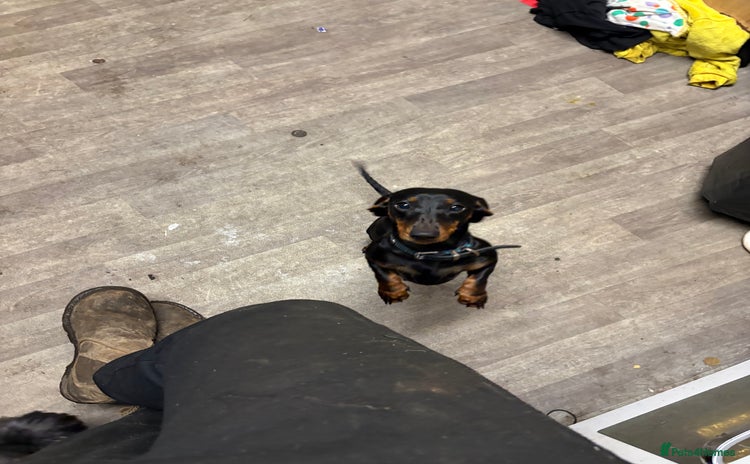 Dachshund dogs Dachshund Girl  - Advert 16