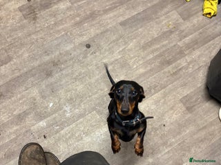 Dachshund dogs Dachshund Girl - Advert 15