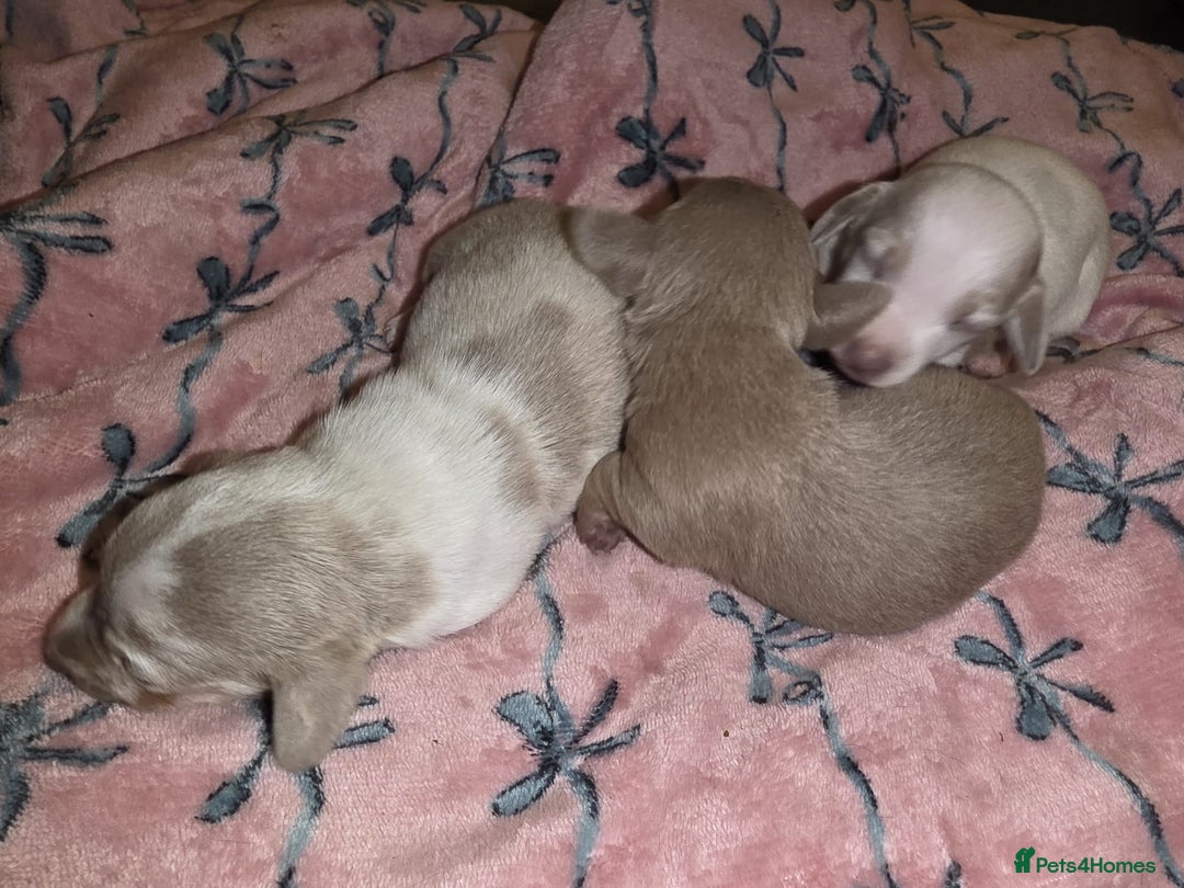Dachshund dogs for sale: Mini daschund puppies - Image 3