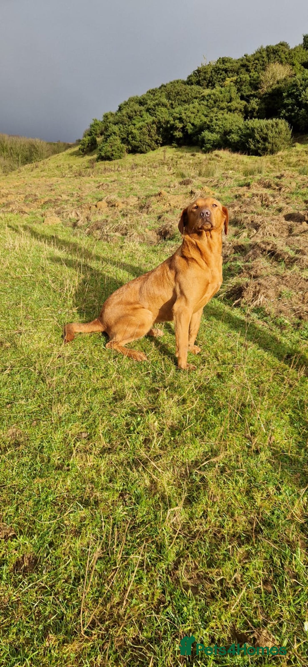 Labradoodle dogs for sale: ⭐️⭐️ Stunning F1 Miniature Labradoodles ⭐️⭐️ - Advert 3