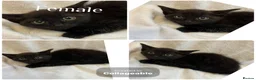 Mixed Breed cats for sale: Kittens Ready For Loving Homes - Advert 5