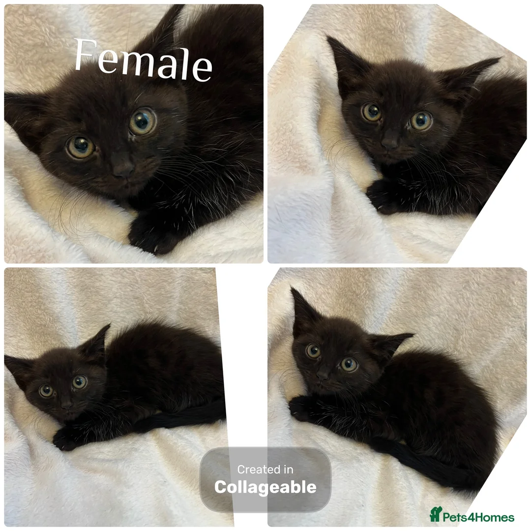 Mixed Breed cats for sale: Kittens Ready For Loving Homes - Advert 5