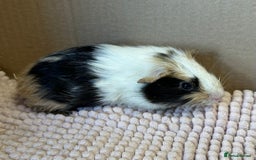 Guinea Pig rodents for sale: Young Guinea pigs  - Image 15