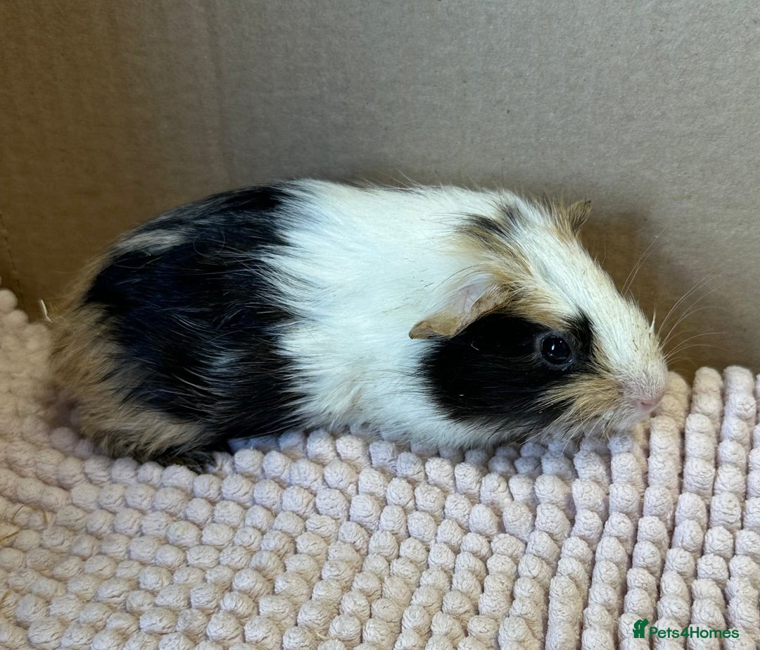 Guinea Pig rodents for sale: Young Guinea pigs  - Image 15