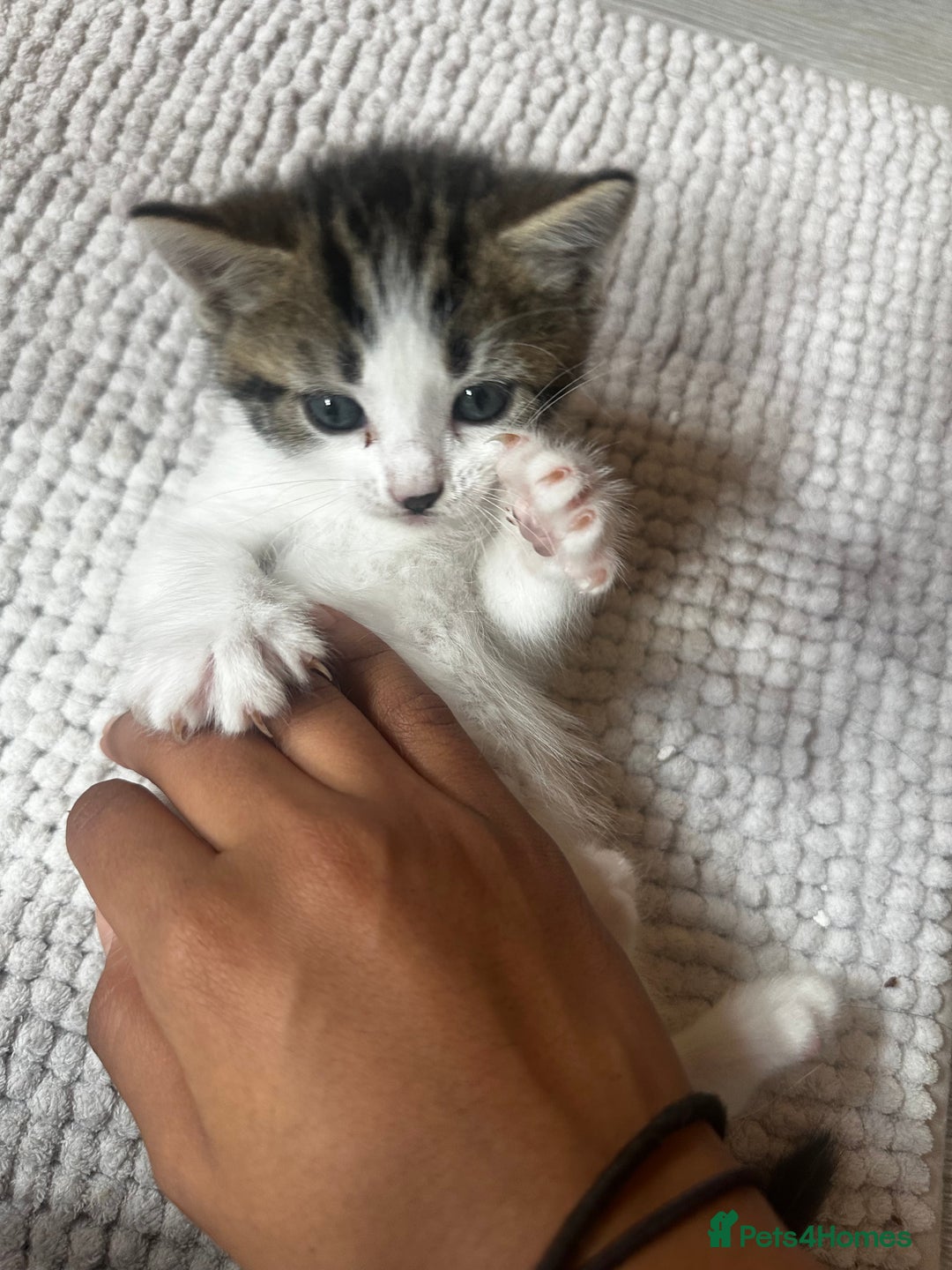 Mixed Breed cats for sale: Kittens for sale  - Image 10