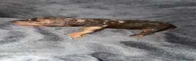 Cockapoo 2