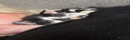 Munchkin cats for sale: Munchkin/dwarf kitten - Advert 8