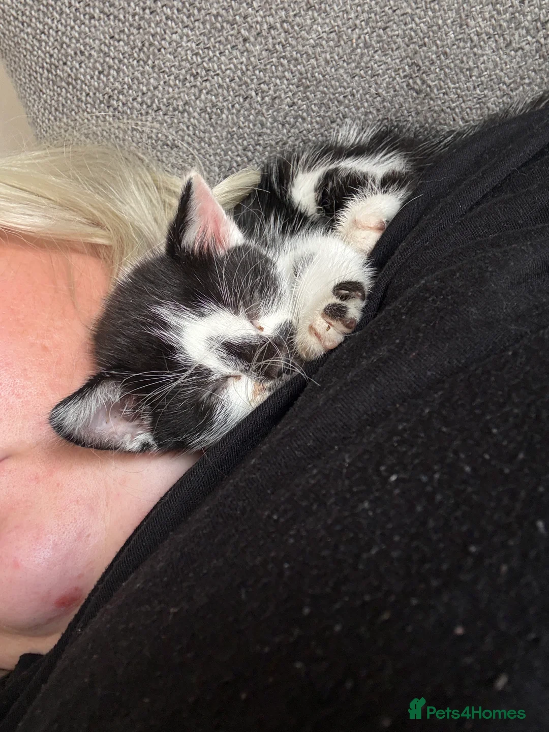 Munchkin cats for sale: Munchkin/dwarf kitten - Advert 8