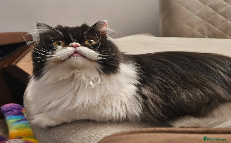 Persian cats - Advert 2
