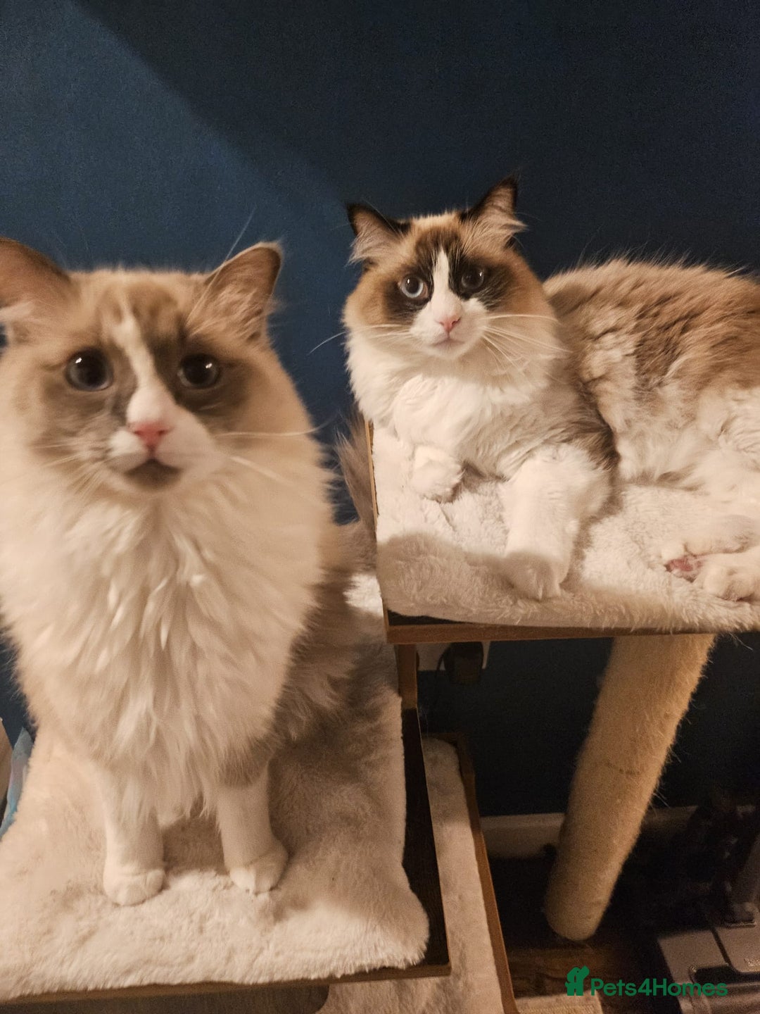Ragdoll cats for sale: 2 cute male ragdolls looking for a lovely new home - Advert 4