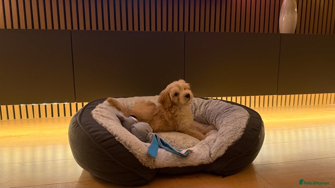 Cockapoo dogs for sale: Miniature Cockapoo Puppy (10 Weeks) - Advert 1