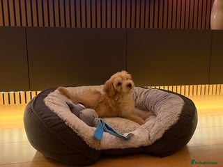 Cockapoo dogs Miniature Cockapoo Puppy (10 Weeks) - Advert 3