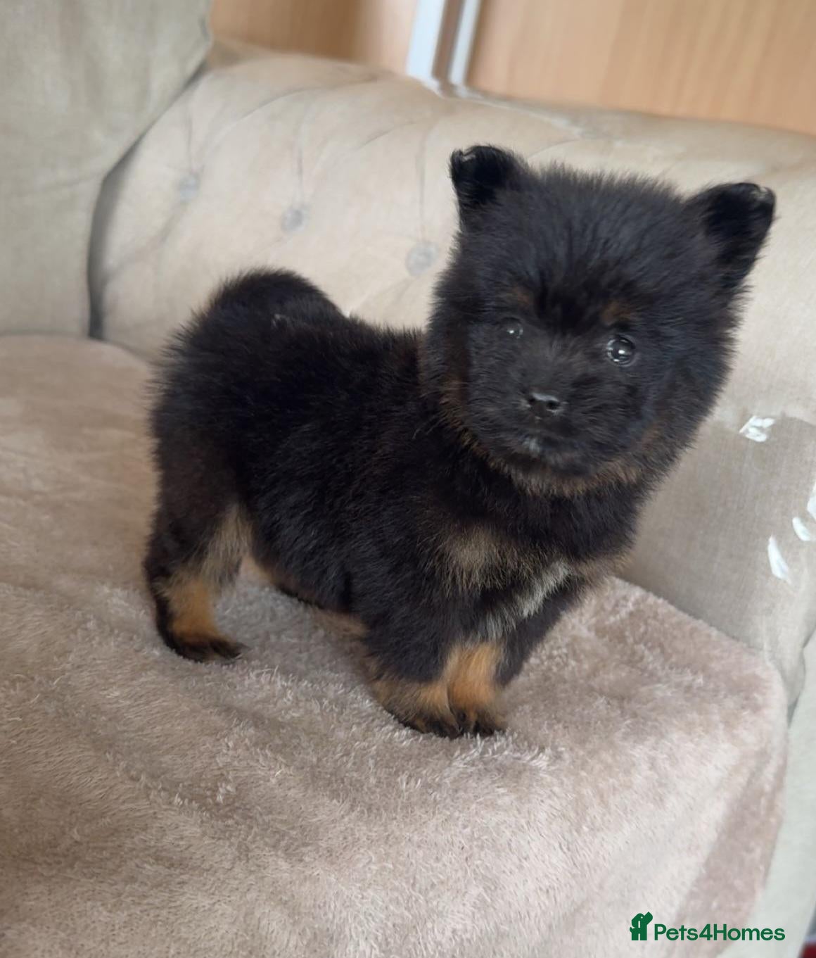 Mixed Breed dogs Yorkie pom puppies  - Advert 1