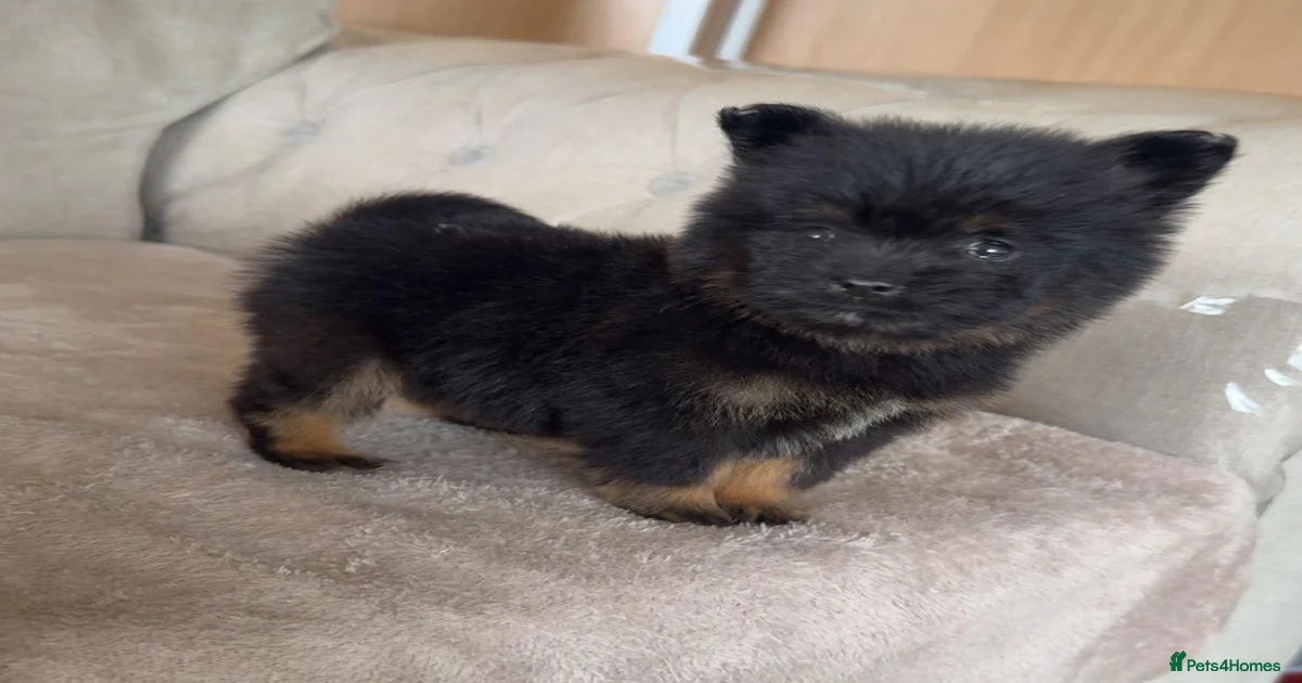 Puppies for sale in West Yorkshire | Pets4Homes