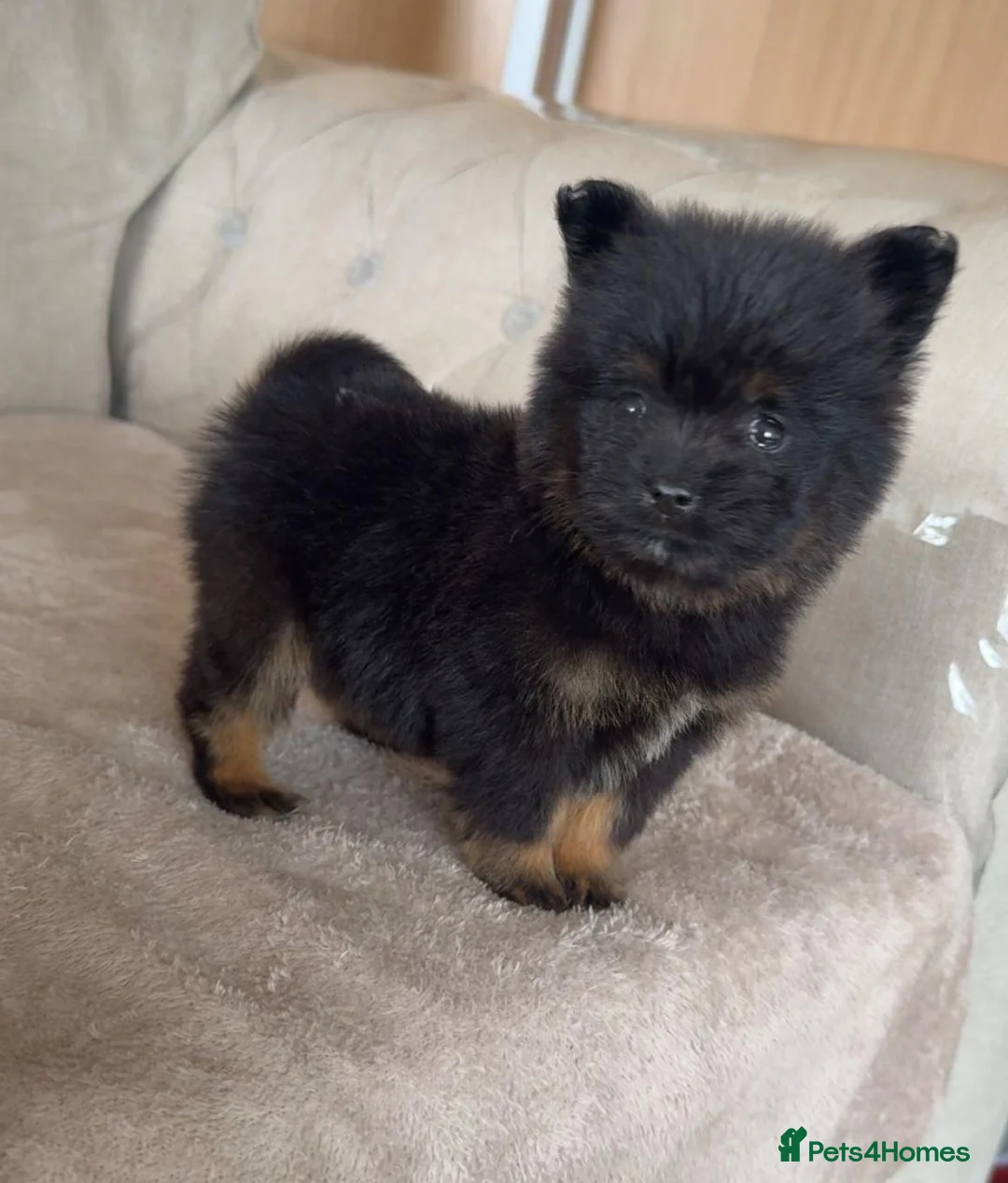 Mixed Breed dogs for sale: Yorkie pom puppies  - Advert 1
