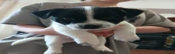 Mixed Breed dogs for sale: 2 lovely Jack Russell 7 week male pups for sale - Advert 7